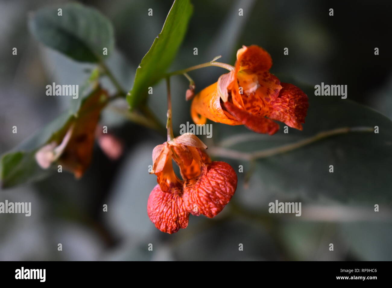 Close-up of Spotted Touch-me-not/Jewelweed flowers (Impatiens capensis) Stock Photo