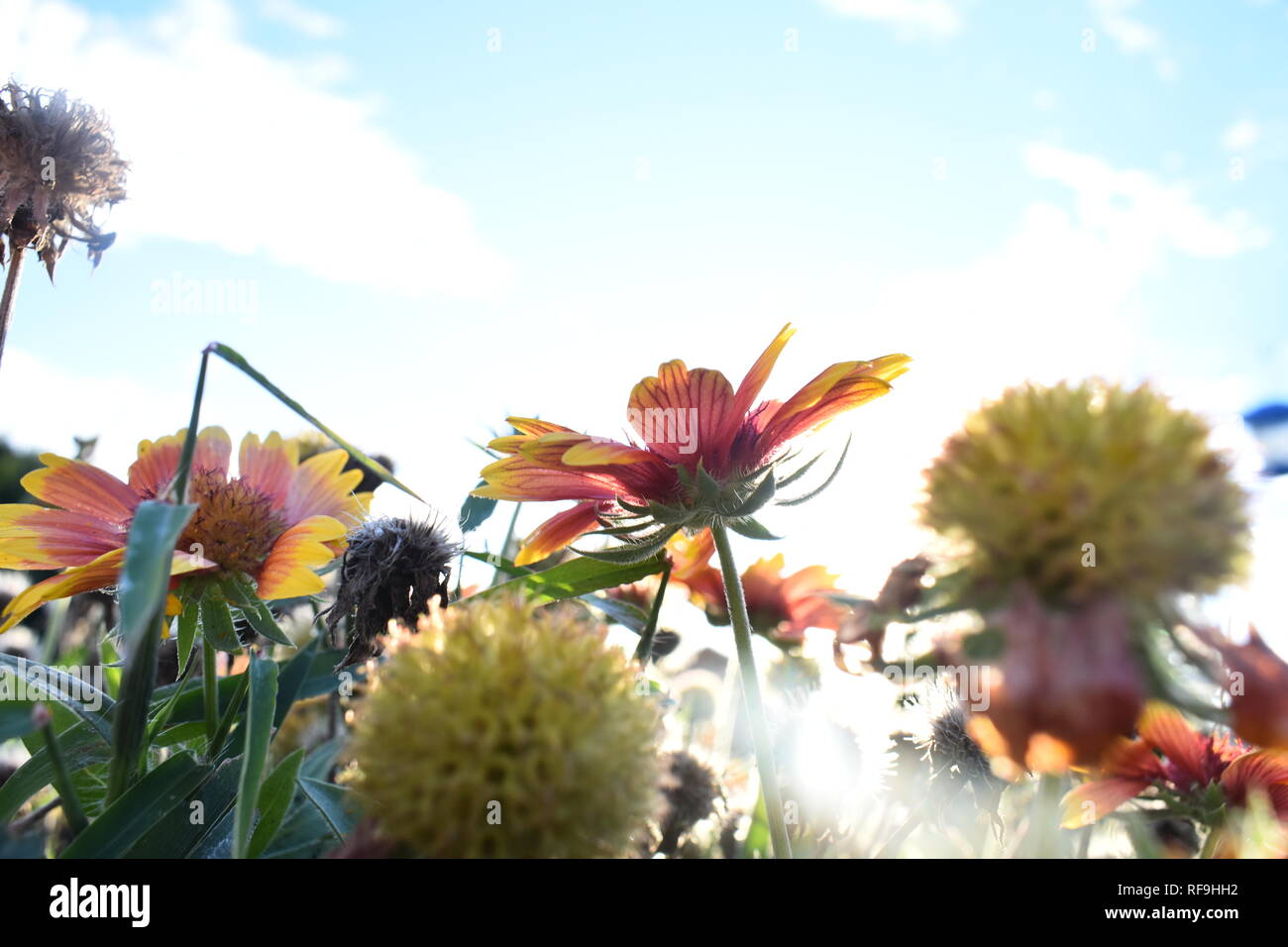 Close-up of Blanket flower (Gaillardia pulchella) with blue sky and clouds in background Stock Photo