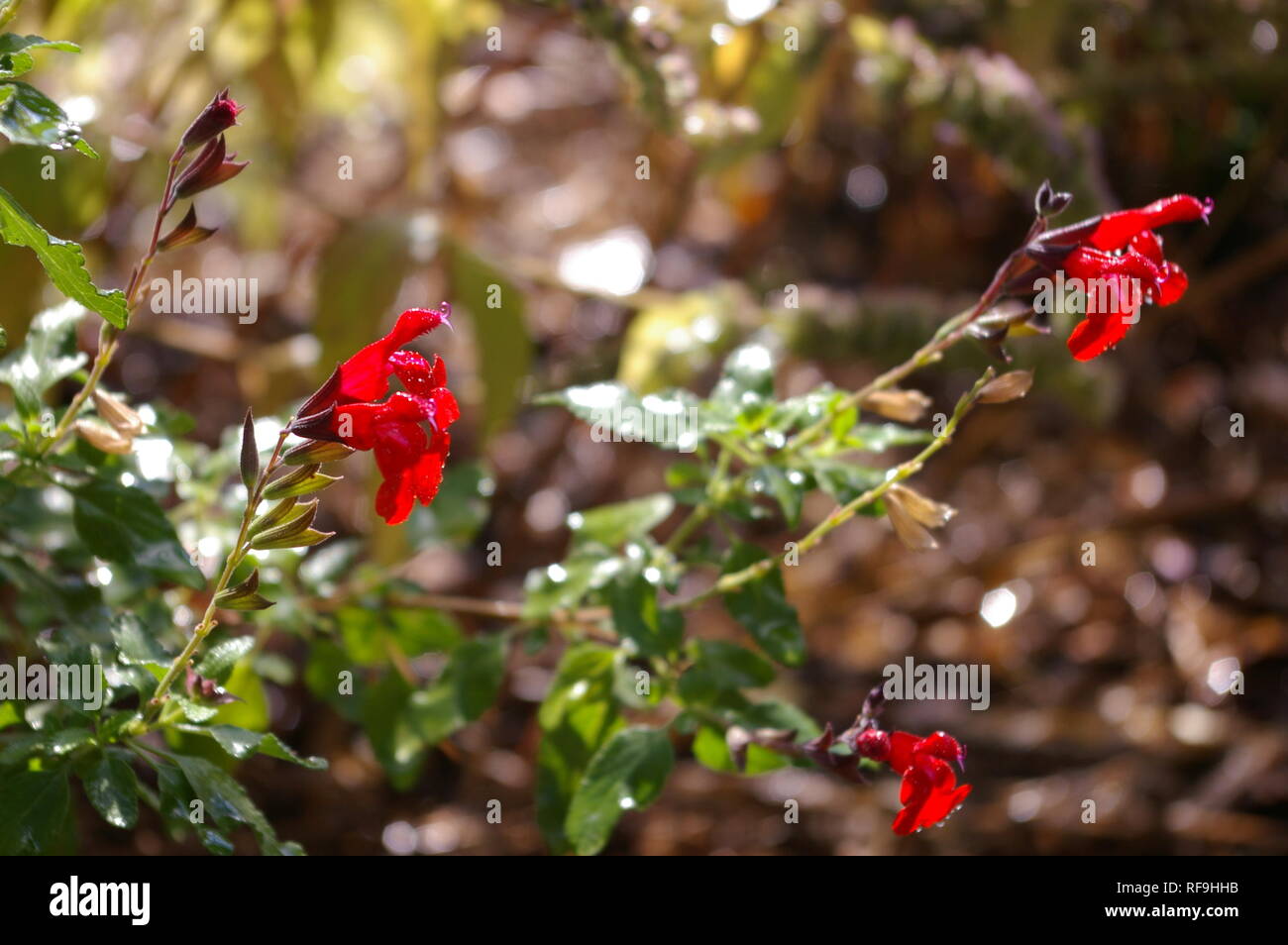 Red wildflowers in bloom Stock Photo Alamy