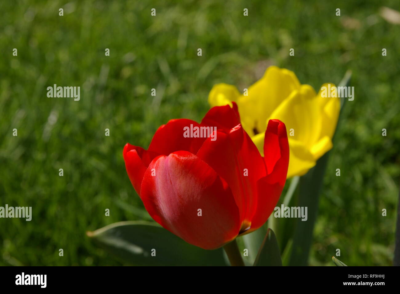 Close-up of one red and one yellow tulip with green background Stock Photo