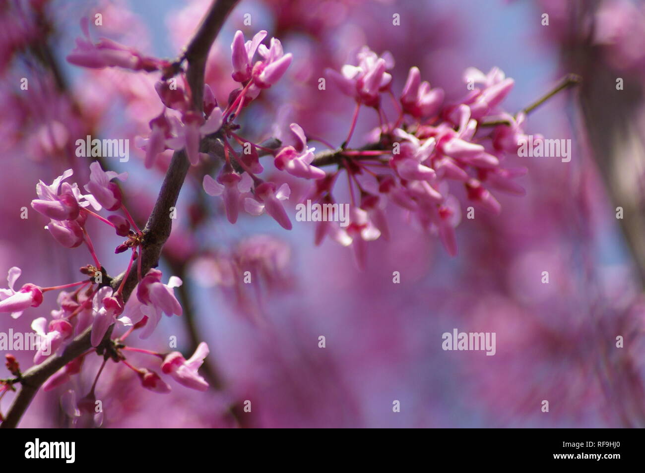 Close-up of Eastern Redbud tree (Cercis canadensis) in bloom Stock Photo