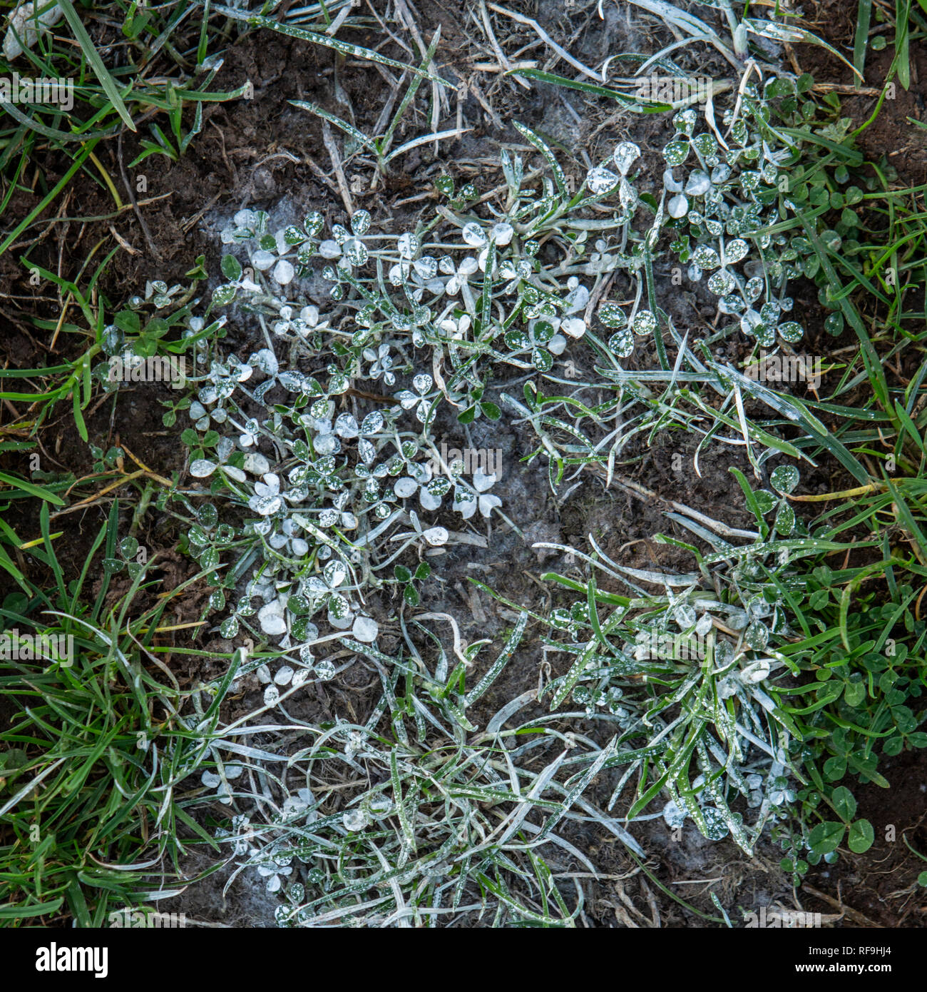 From Study Of Welsh Rugby Pitches Stock Photo Alamy from-study-of-welsh-rugby-pitches-stock-photo-alamy