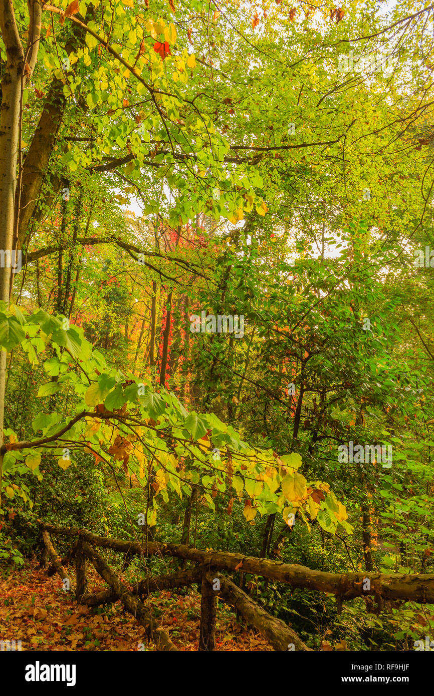 Thick Vegetation High Resolution Stock Photography and Images - Alamy