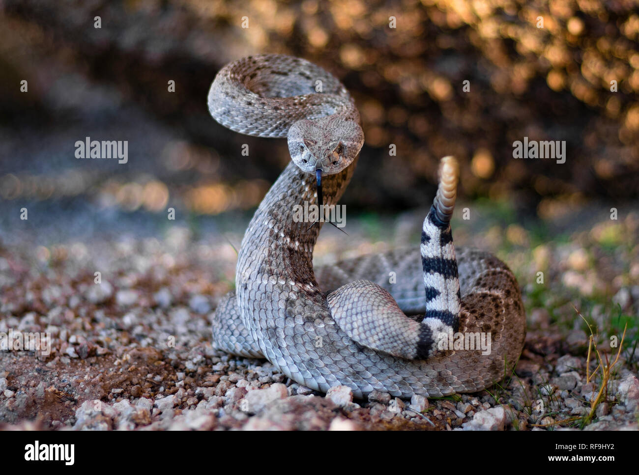 Aggressive Rattlesnake in Arizona poses as it rears backs and shows that it is dangerous. This defensive behavior helps ward of potential predators. Stock Photo