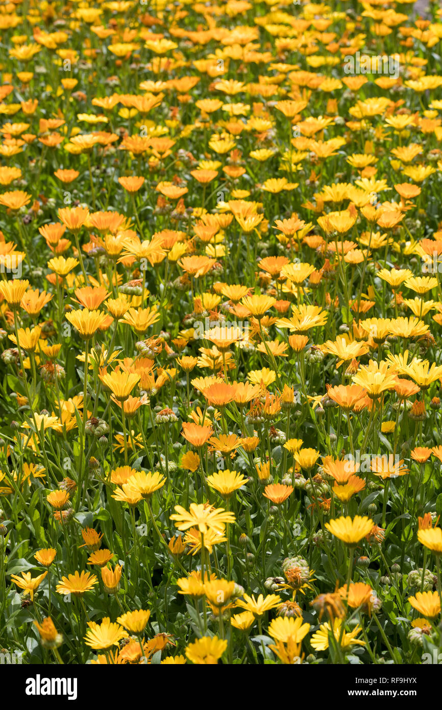 Ringelblume, Garten-Ringelblume, Calendula officinalis, pot marigold, ruddles, common marigold, garden marigold, English marigold, Scottish marigold,  Stock Photo