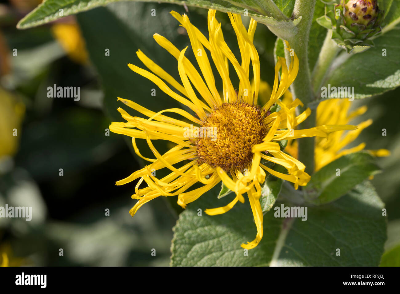 echter-alant-bl-te-grundbl-tter-helenenkraut-inula-helenium