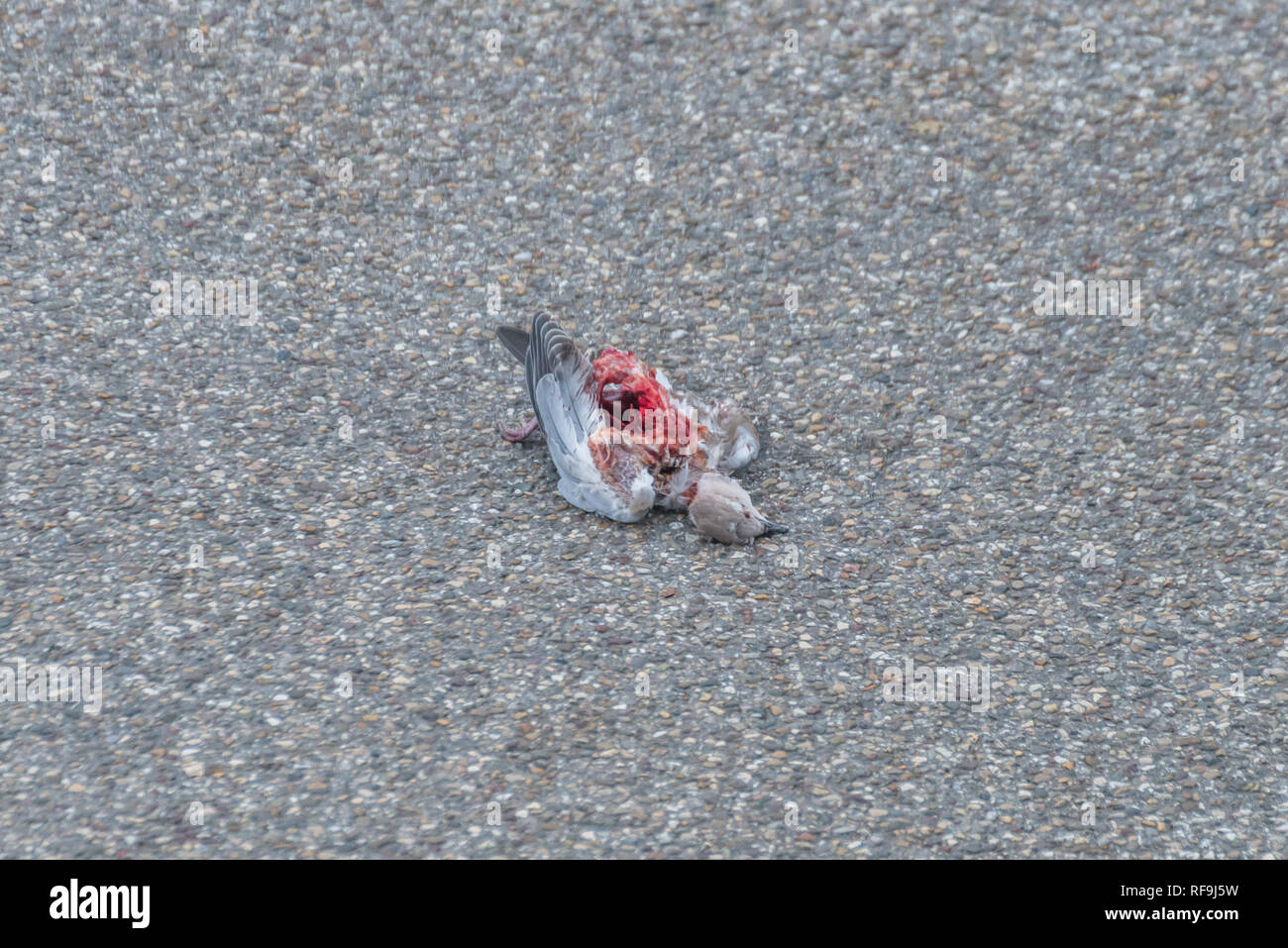 A dead bird on the road run over by a car, Germany Stock Photo