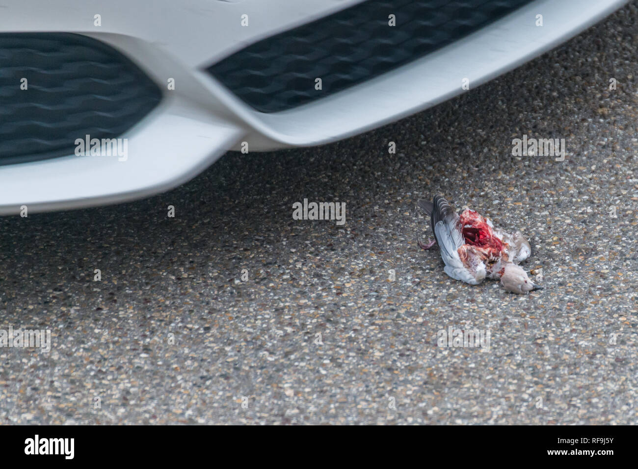 A dead bird on the road run over by a car, Germany Stock Photo