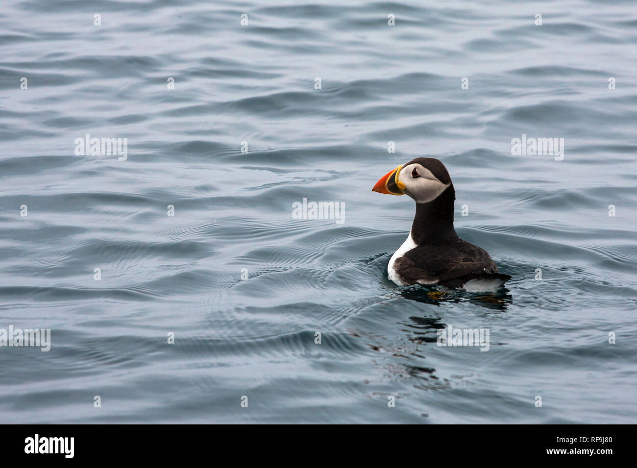 Atlantic Puffin (Fratercula arctica) off Butterman's Point, Annet, Isles of Scilly, UK Stock Photo