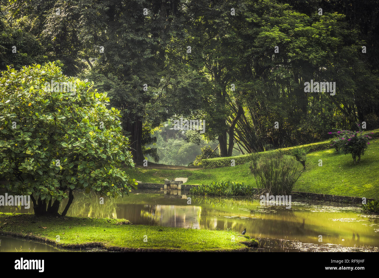Park garden scenery with landscape design in Royal Garden Peradeniya in Sri Lanka nearby Kandy surroundings Stock Photo