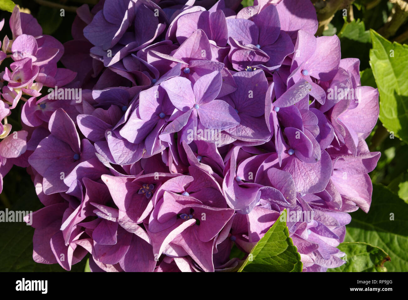 Hortensia flower Stock Photo