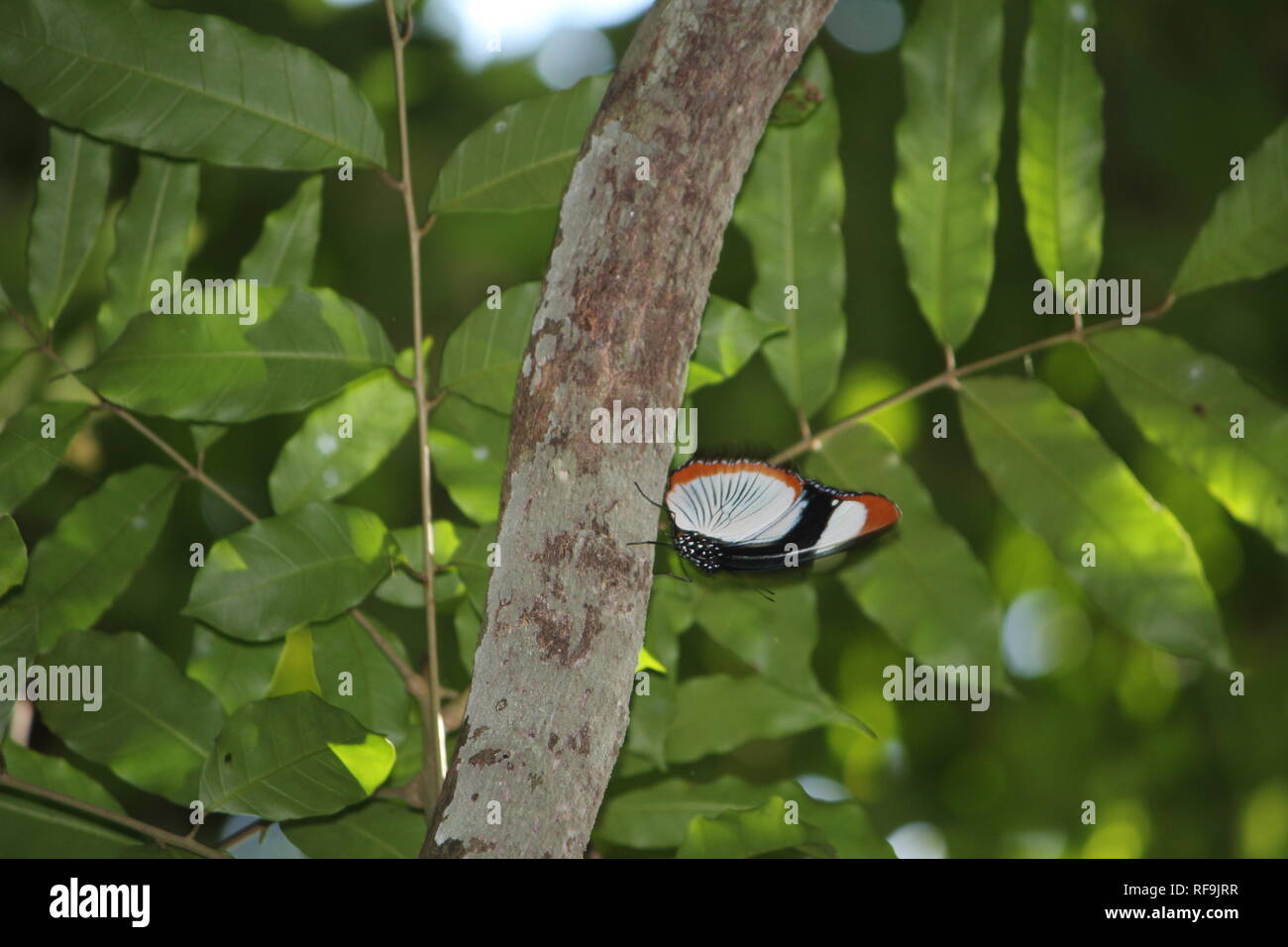 Red-Spot Diadem (Hypolimnas usambara), a brilliantly-looking butterfly species, resting on a tree at the Kaya Kinondo tropical Forest Reserve,  Kenya. Stock Photo