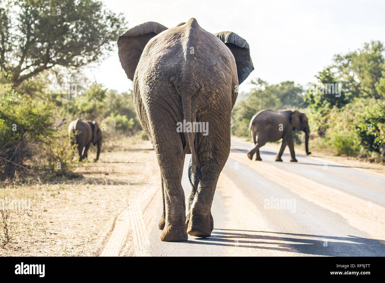 An elephant walking on the road in Kruger National Park in South Africa Stock Photo