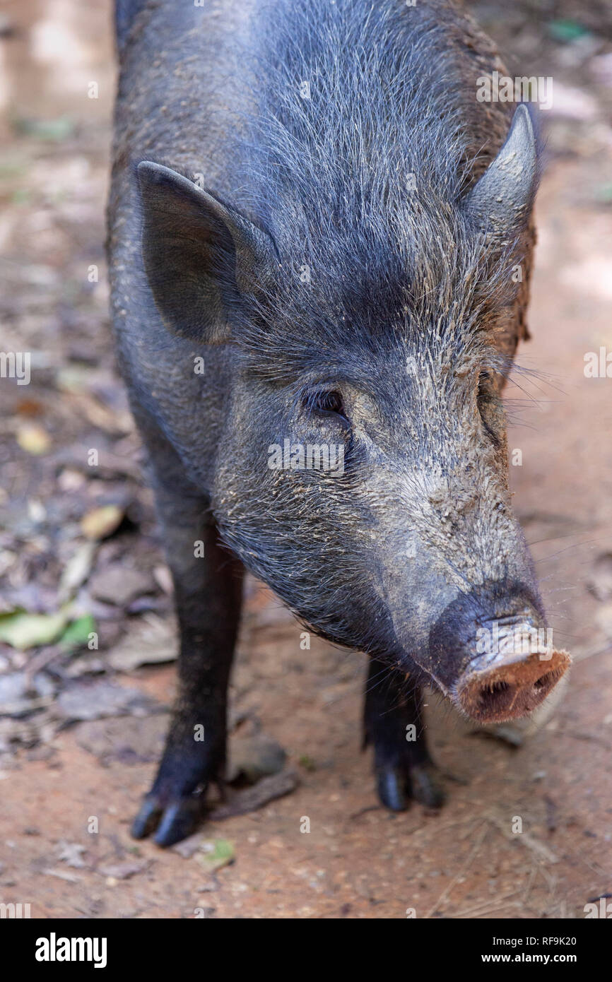 Jungle boar hi-res stock photography and images - Alamy