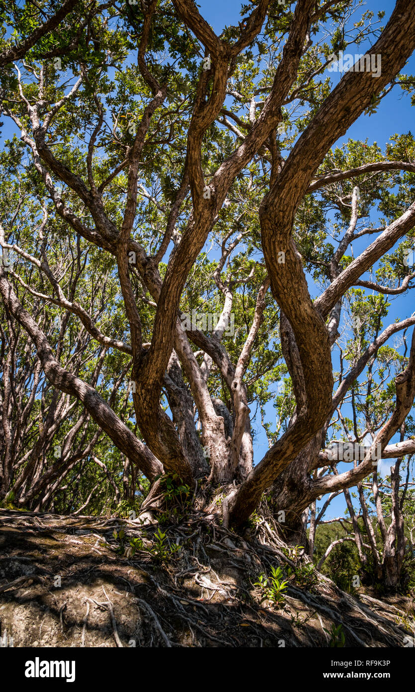 Wellis Tree Wellington tree hi-res stock photography and images - Alamy