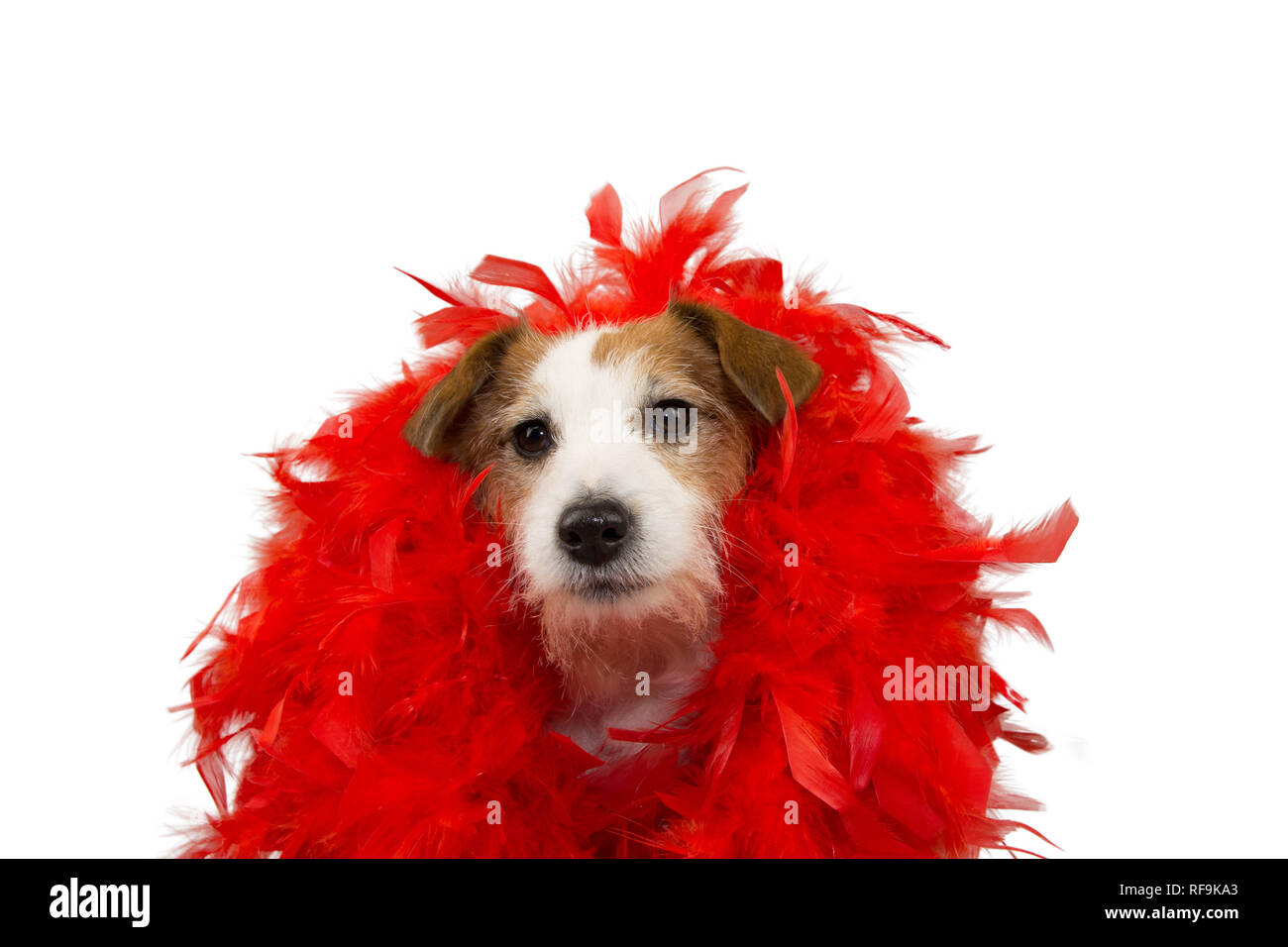 FUNNY DOG IN MARDI GRAS CARNIVAL RED FEATHER BOA. ISOLATED STUDIO SHOT AGAINST WHITE BACKGROUND. Stock Photo