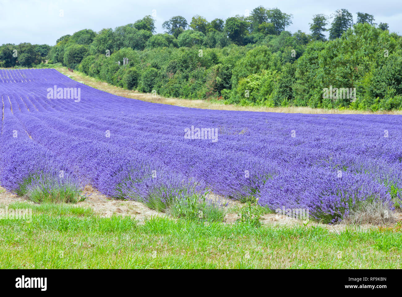 Purple lavender field in bloom on the edge of hedgerow with shrubs, trees, on a summer day . Stock Photo