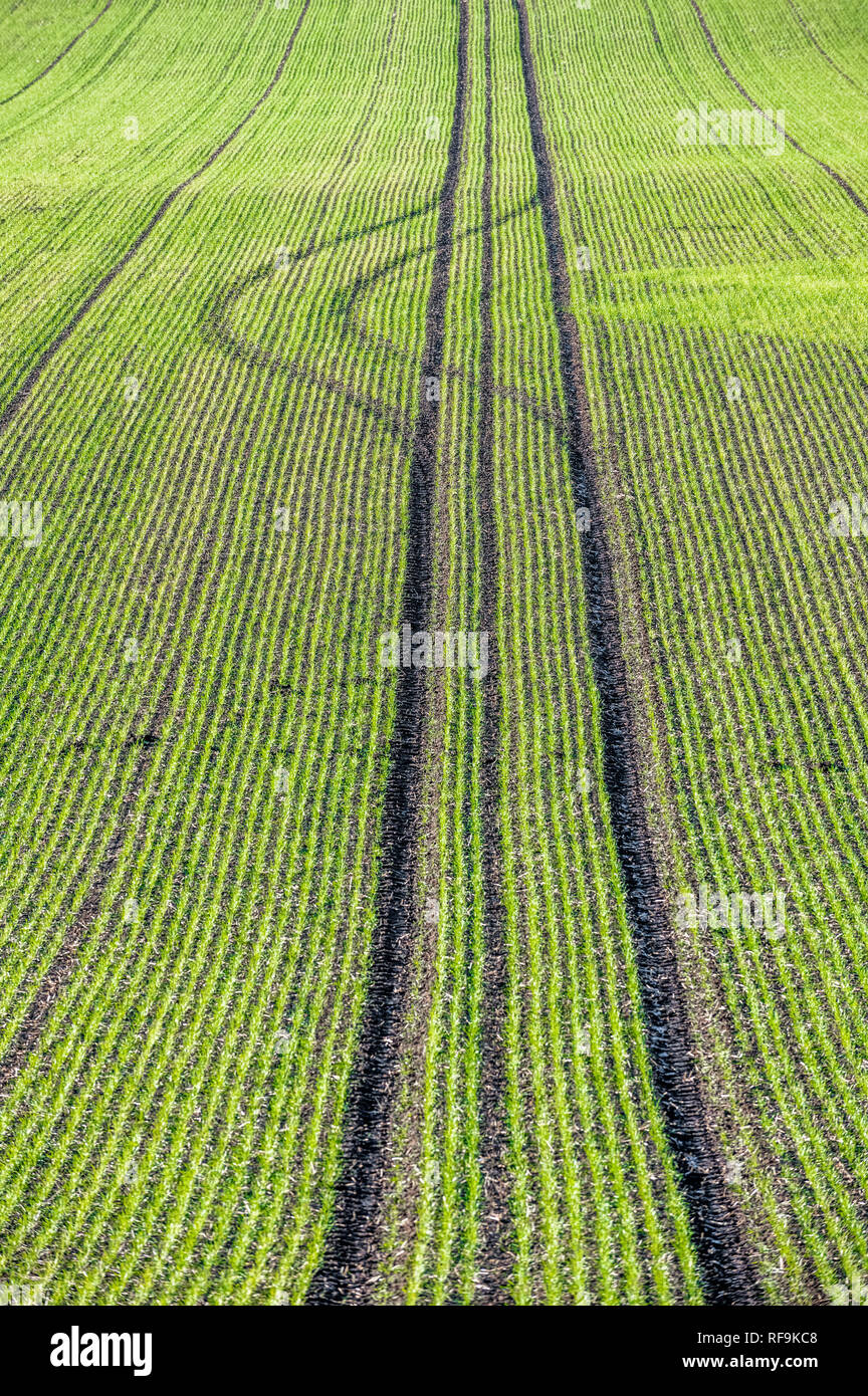 Tractor tyre marks in a field of newly sown crop. Stock Photo