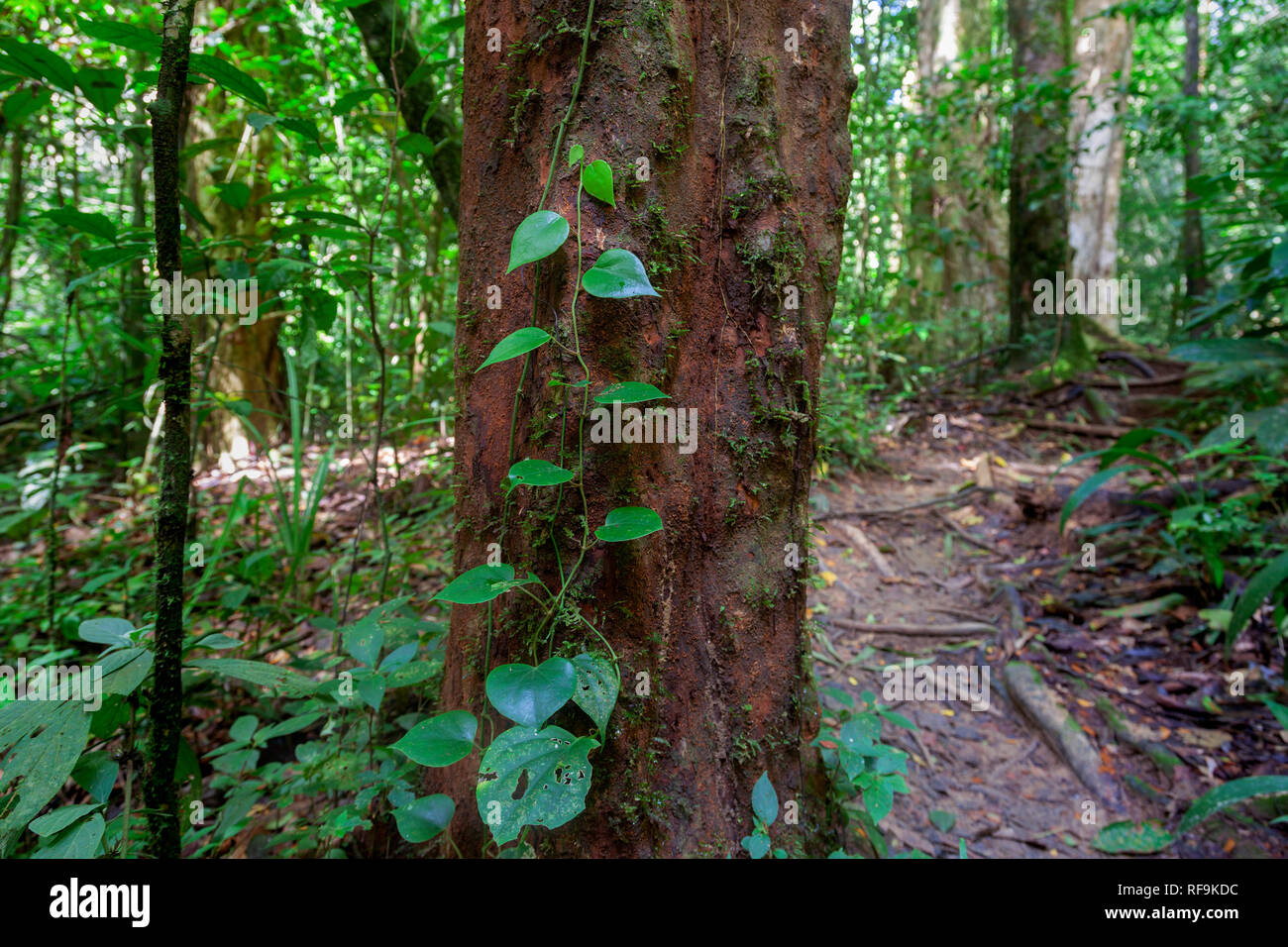 National tree of thailand hires stock photography and images Alamy