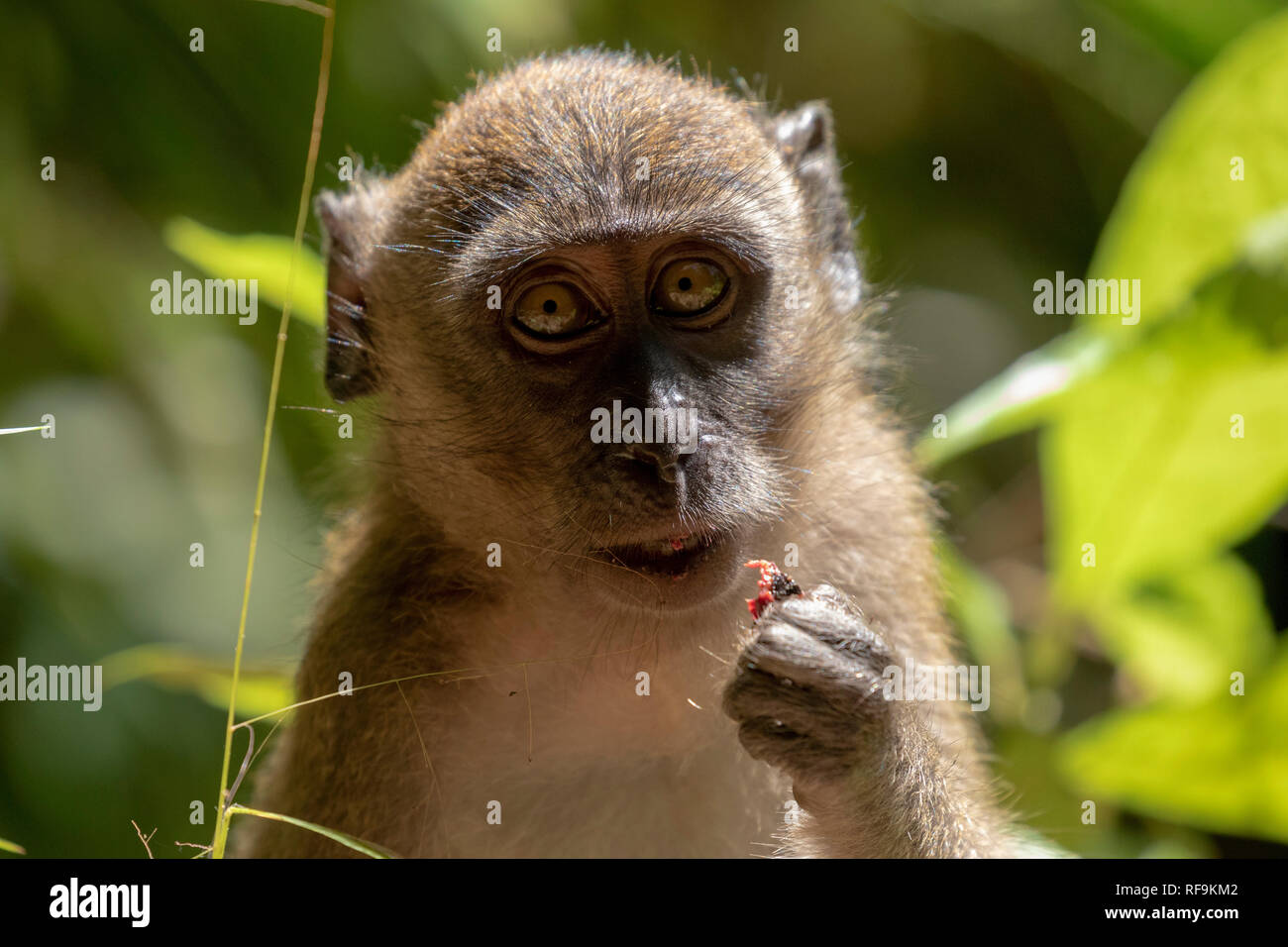 long‐tailed macaques monkeys from Khao Sok National Park, Thailand ...