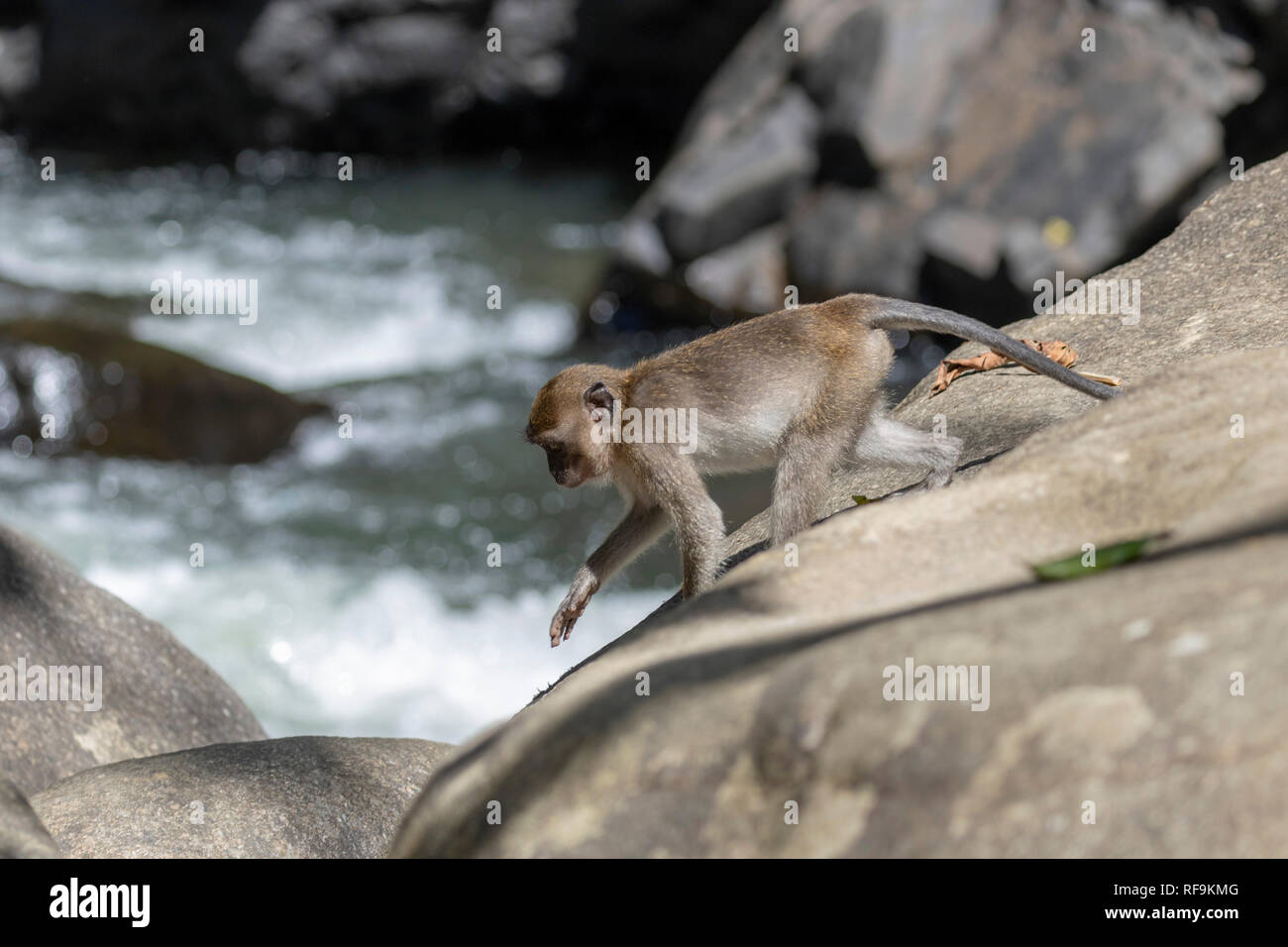 long‐tailed macaques monkeys from Khao Sok National Park, Thailand Stock Photo
