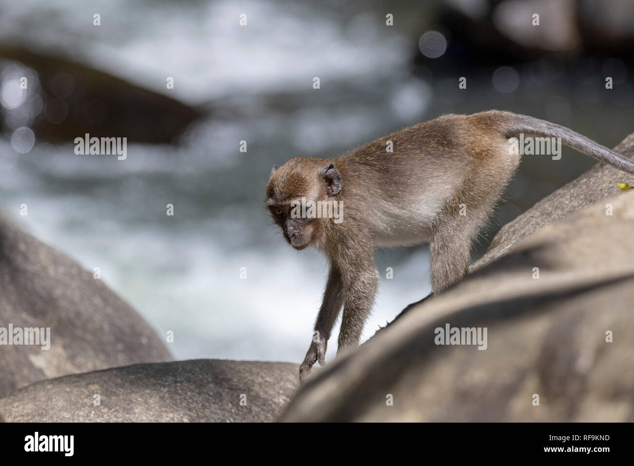 long‐tailed macaques monkeys from Khao Sok National Park, Thailand Stock Photo
