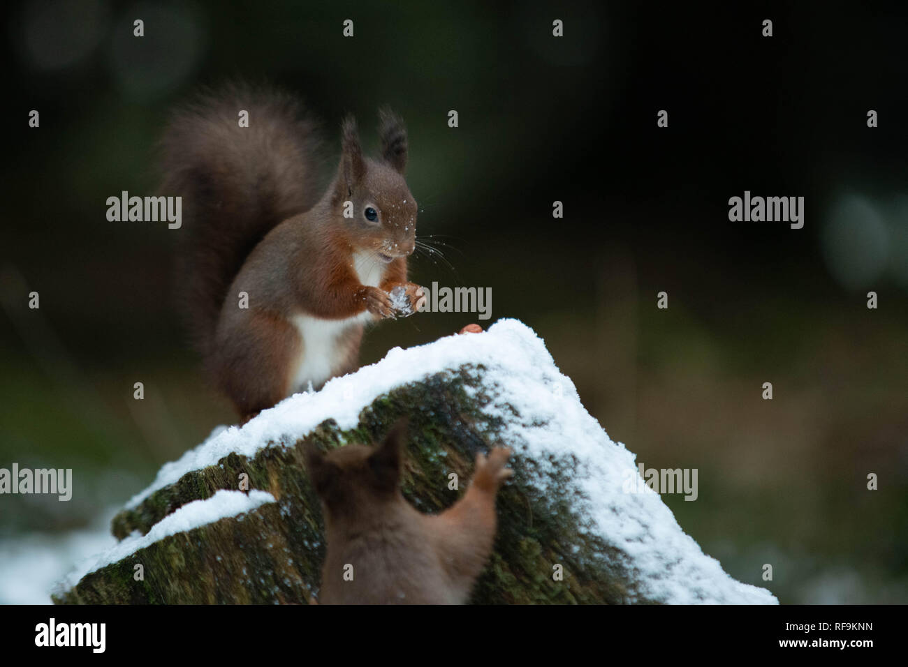 Native Fury Hi Res Stock Photography And Images Alamy