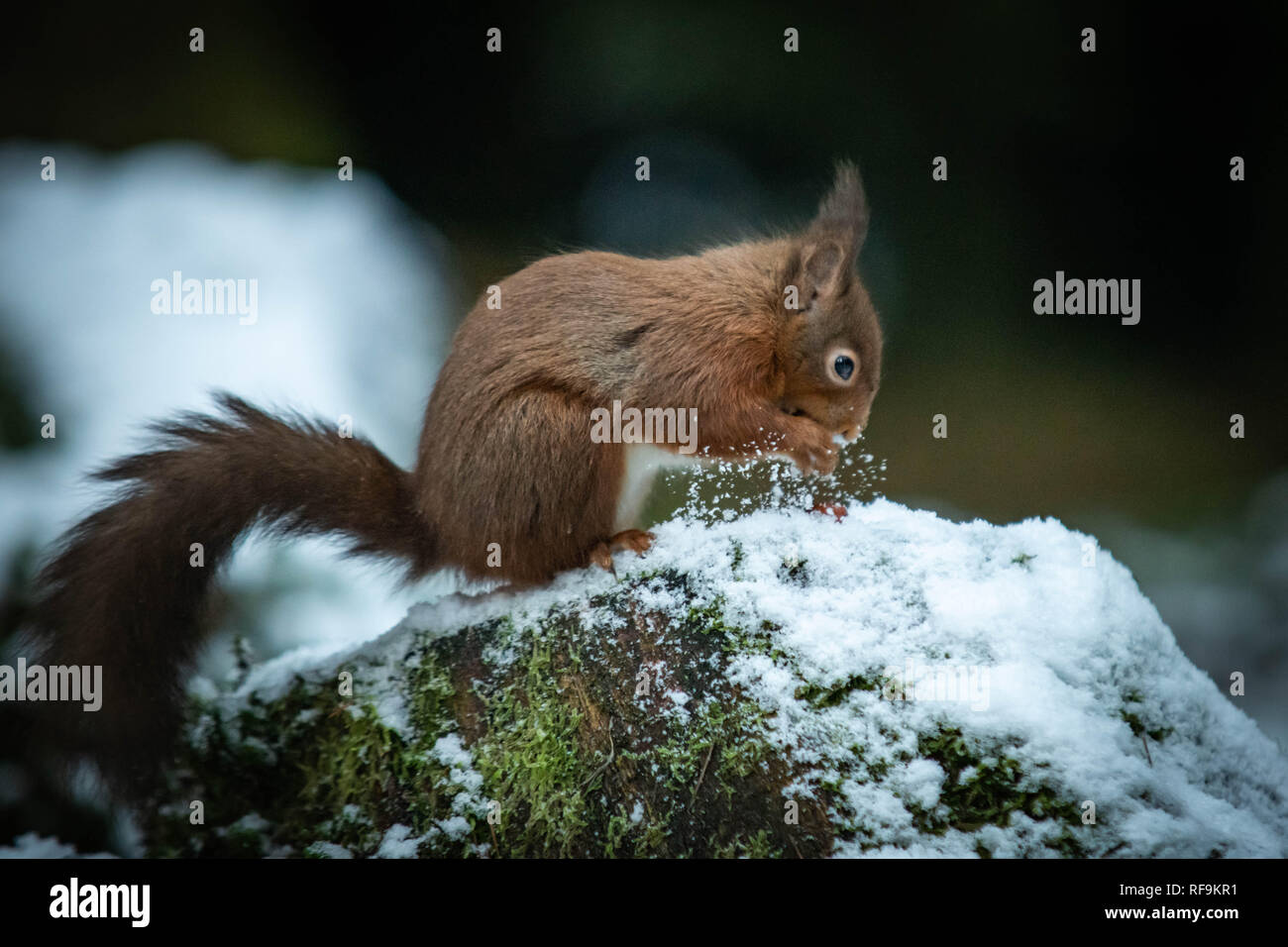 Native Fury Hi Res Stock Photography And Images Alamy