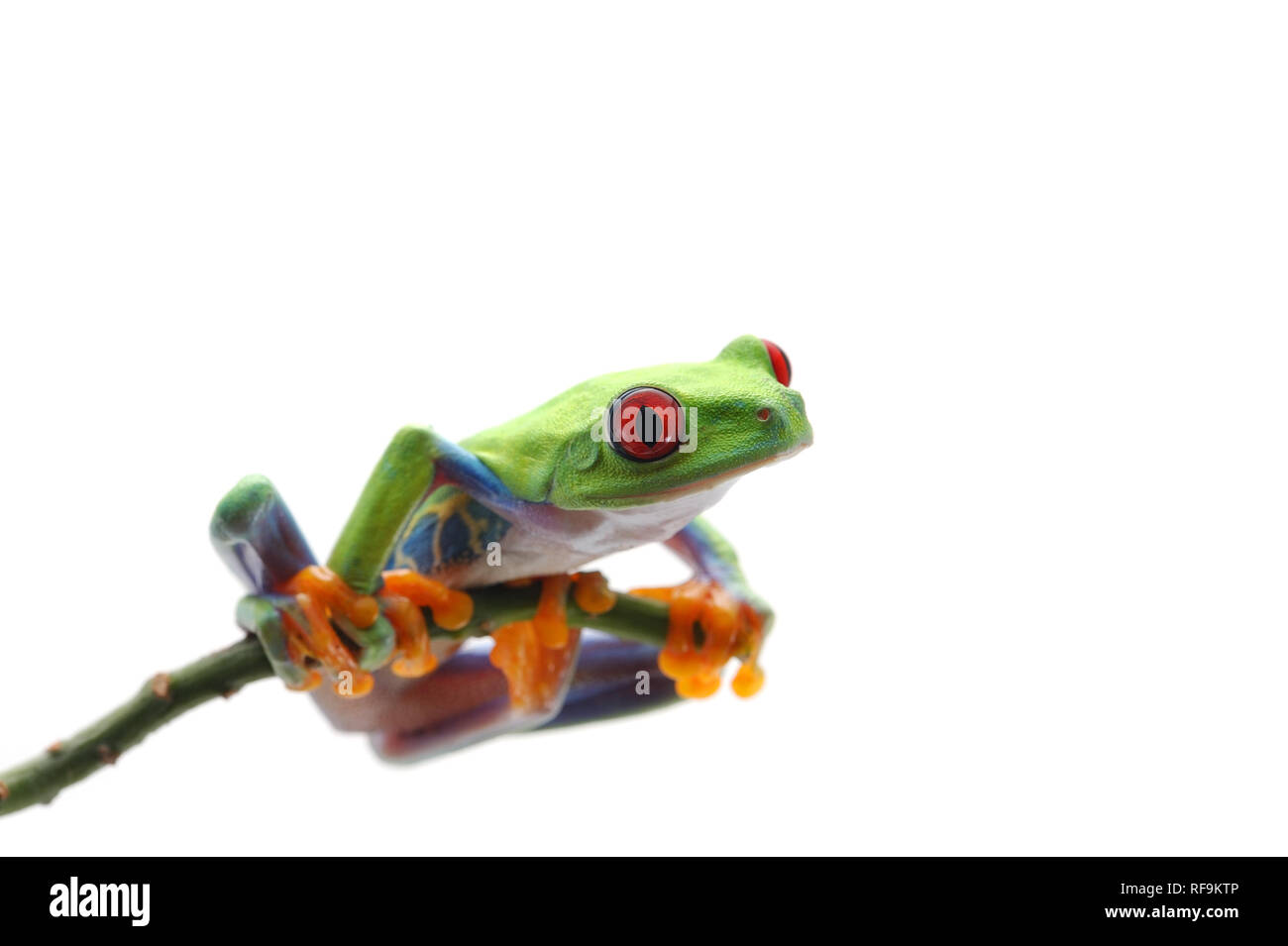 Red eyed tree frog isolated on white background Stock Photo - Alamy