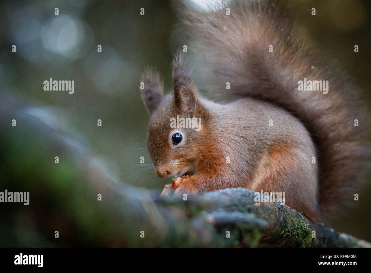Red Squirrel  closeup in the snow Stock Photo