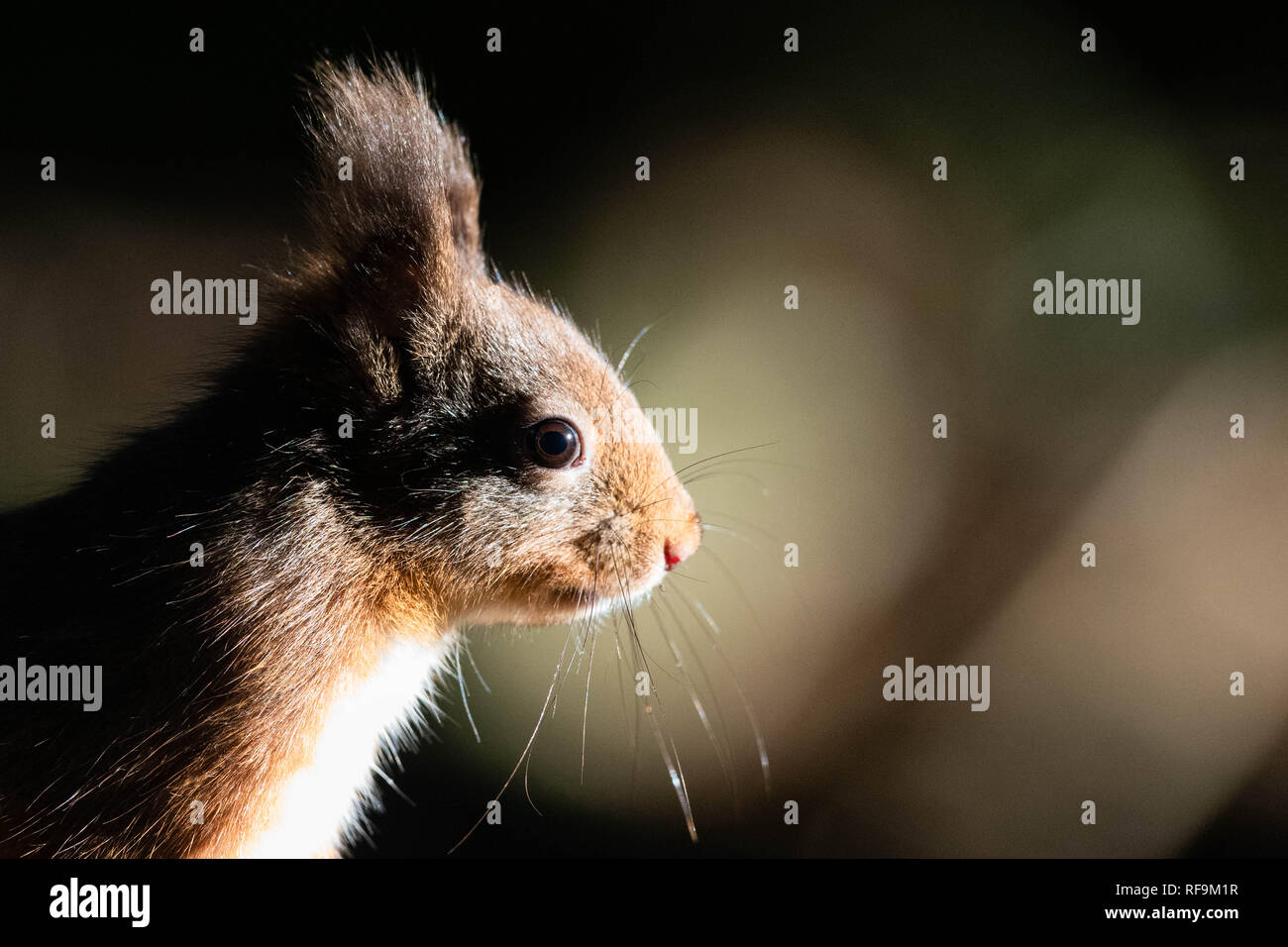 Native Fury Hi Res Stock Photography And Images Alamy