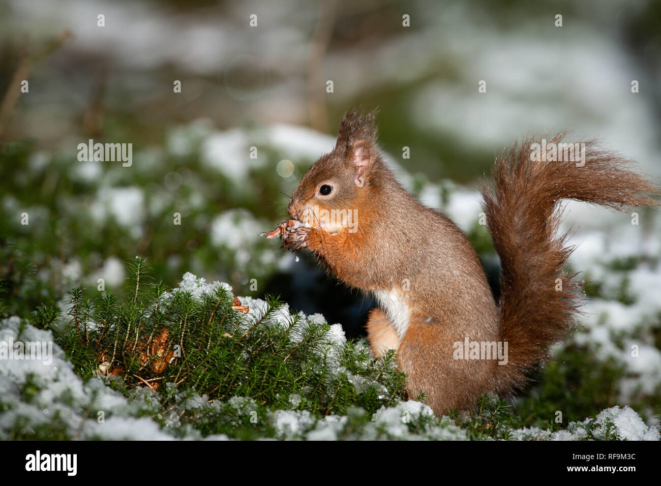 Native Fury Hi Res Stock Photography And Images Alamy