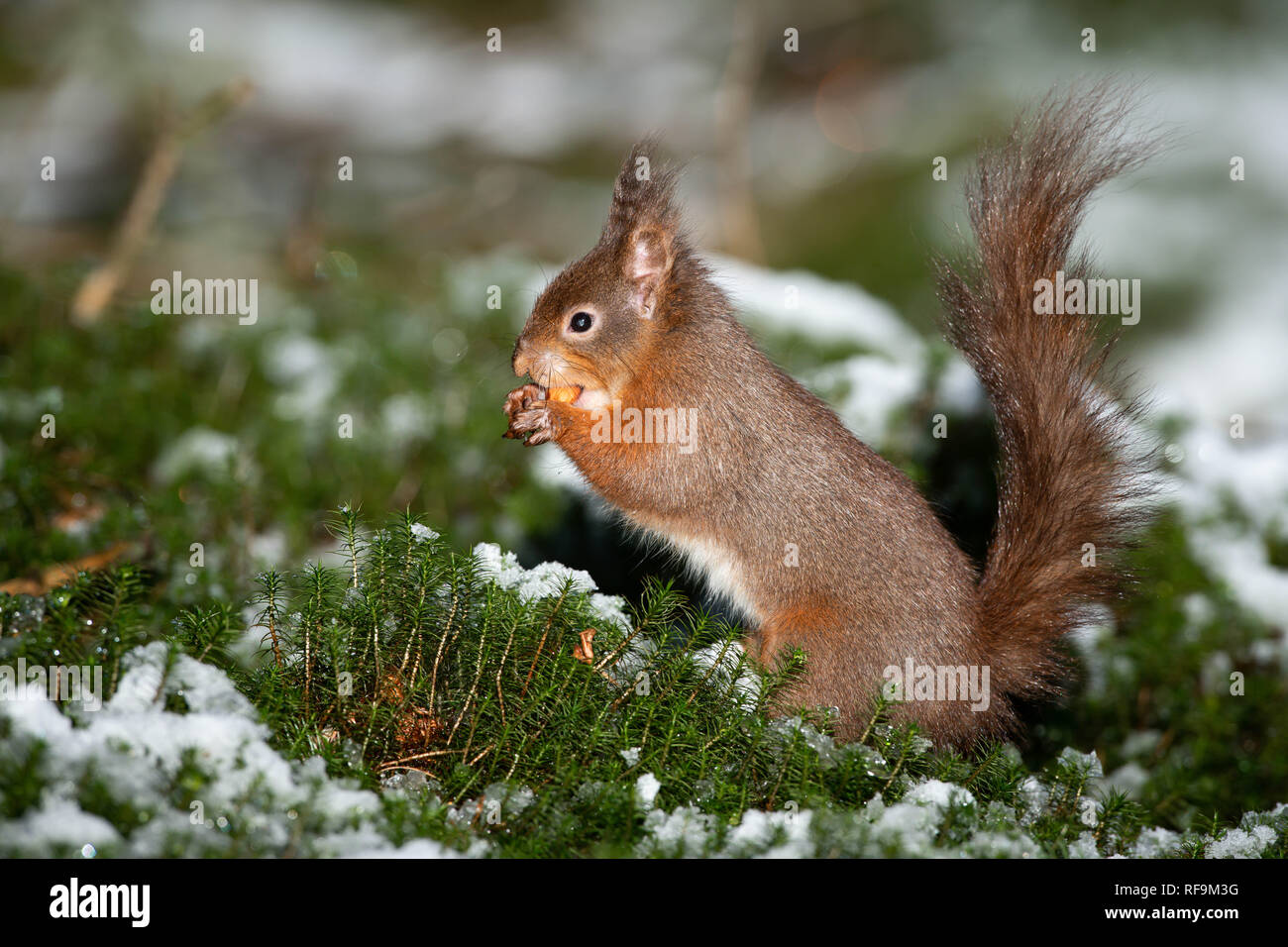 Red Squirrel  closeup in the snow Stock Photo