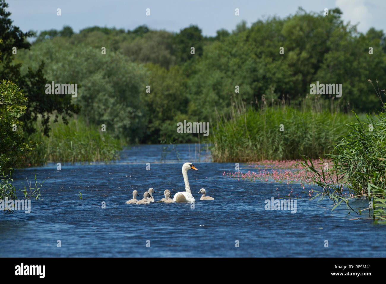 Mute swan and cygnets at Westhay Moor SWT reserve, Somerset Levels, Somerset, England, UK Stock Photo
