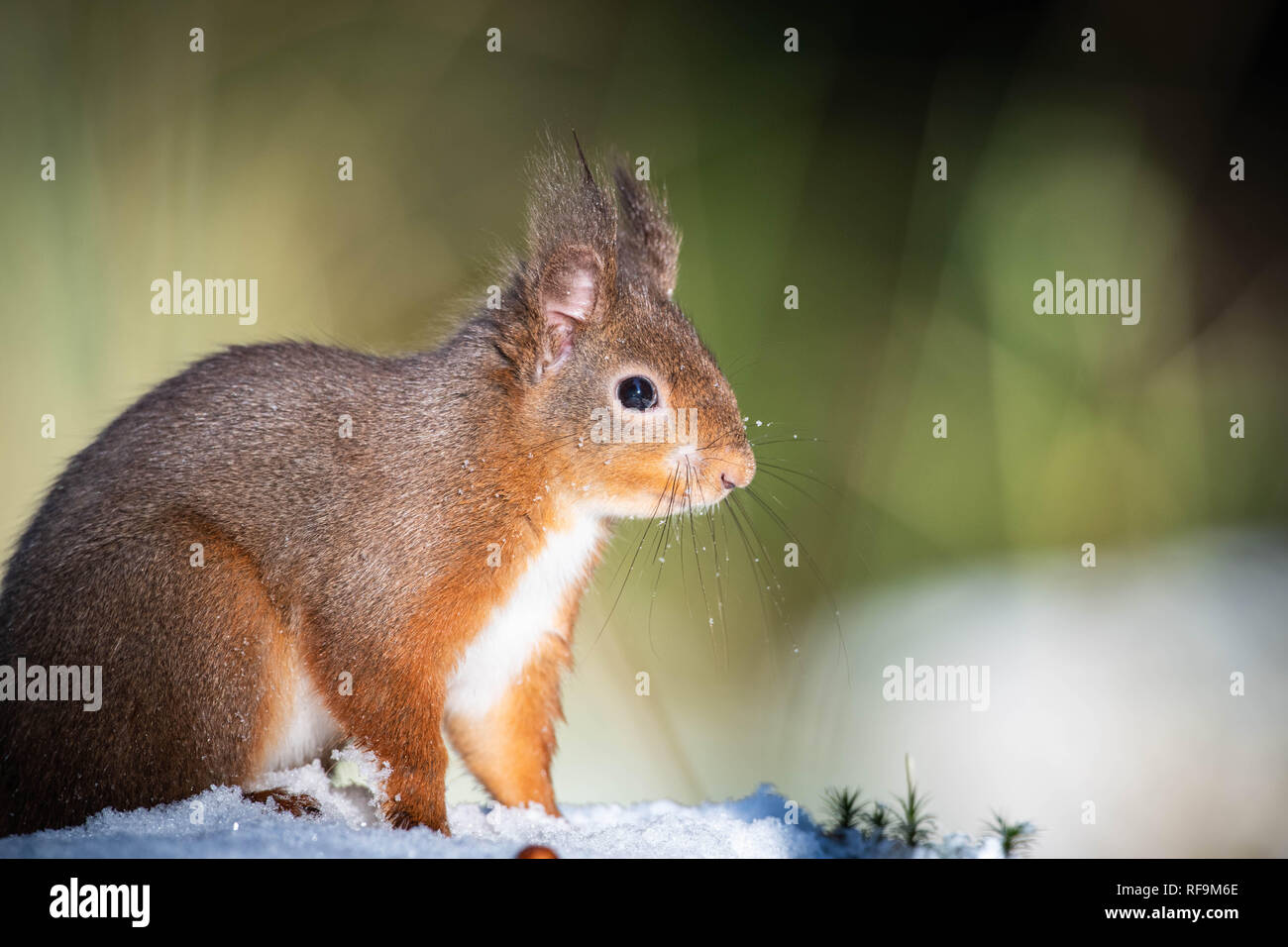 Native Fury Hi Res Stock Photography And Images Alamy