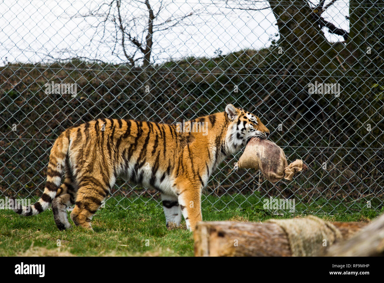Benjamin mee dartmoor zoo hires stock photography and images Alamy