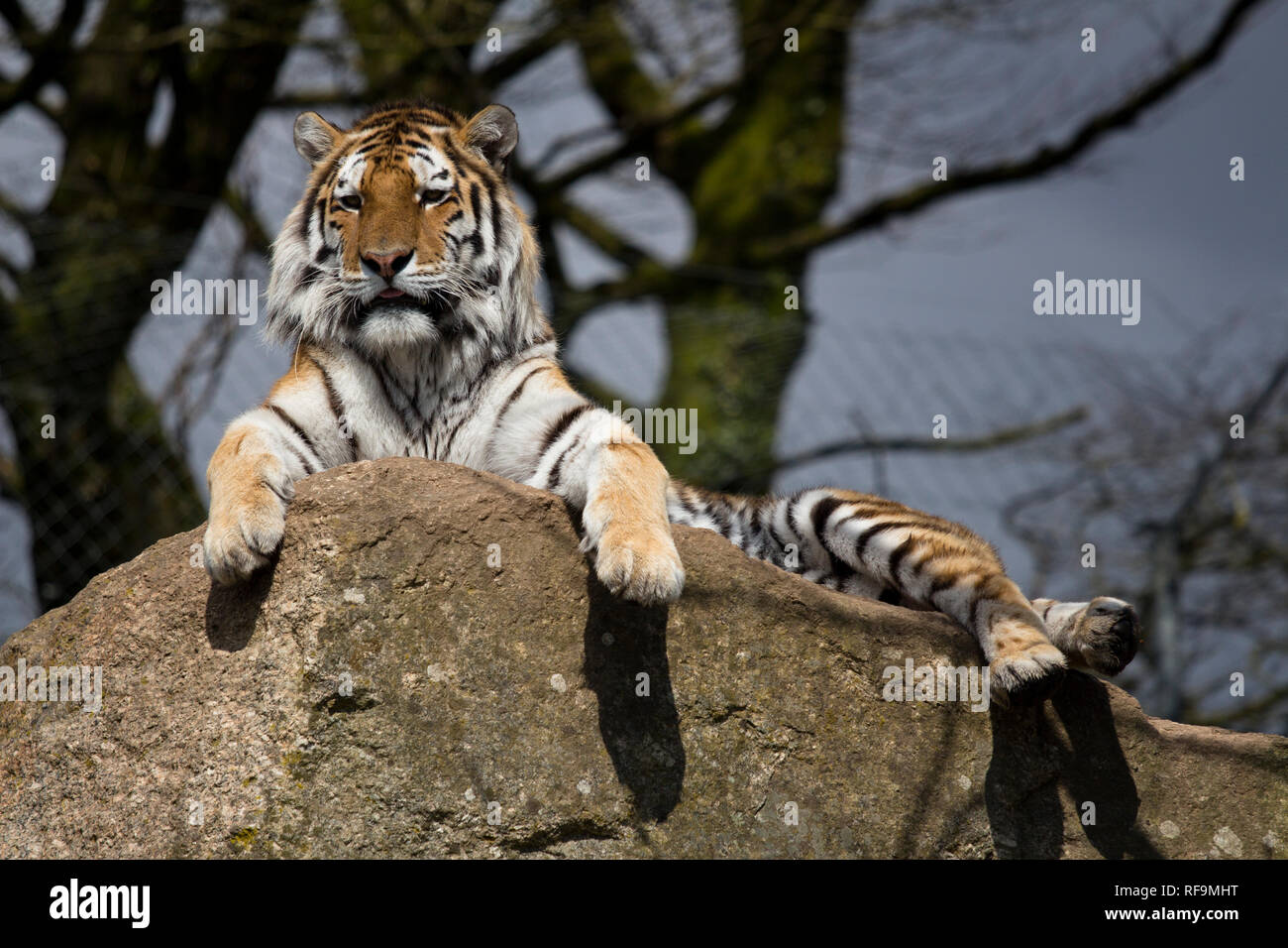 An Amur Tiger sits on his rock in Dartmoor Zoo Devon Stock Photo Alamy