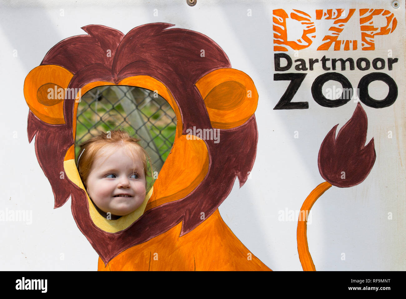 A little girls puts her head through a Lion display board at Dartmoor Zoo Devon Stock Photo