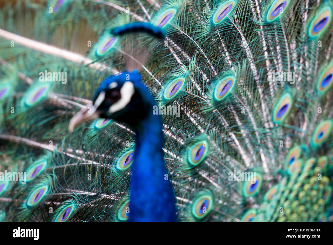 A Peacock displays its tail feathers Stock Photo
