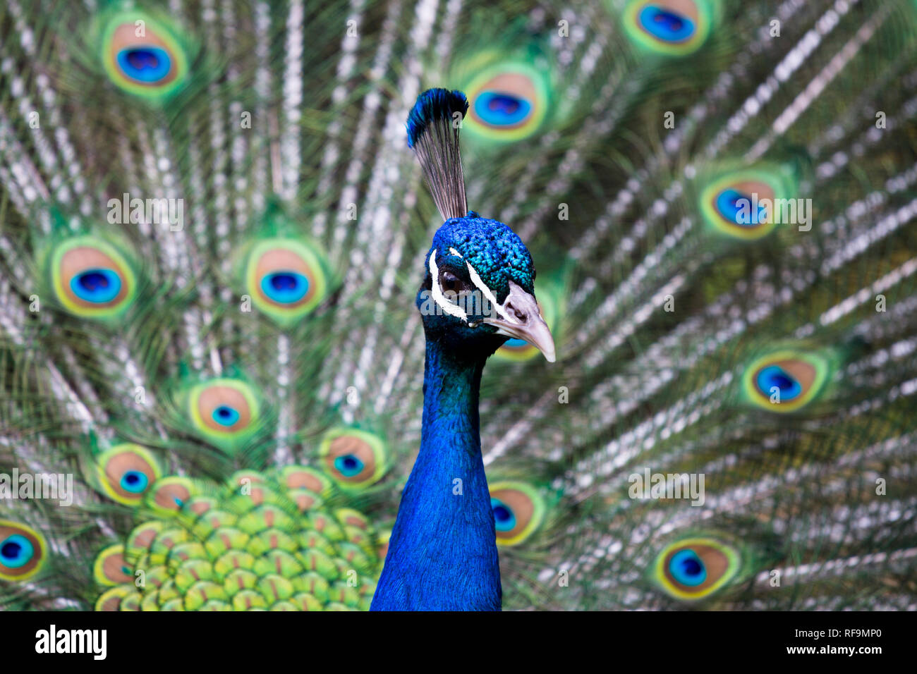 A Peacock displays its tail feathers Stock Photo