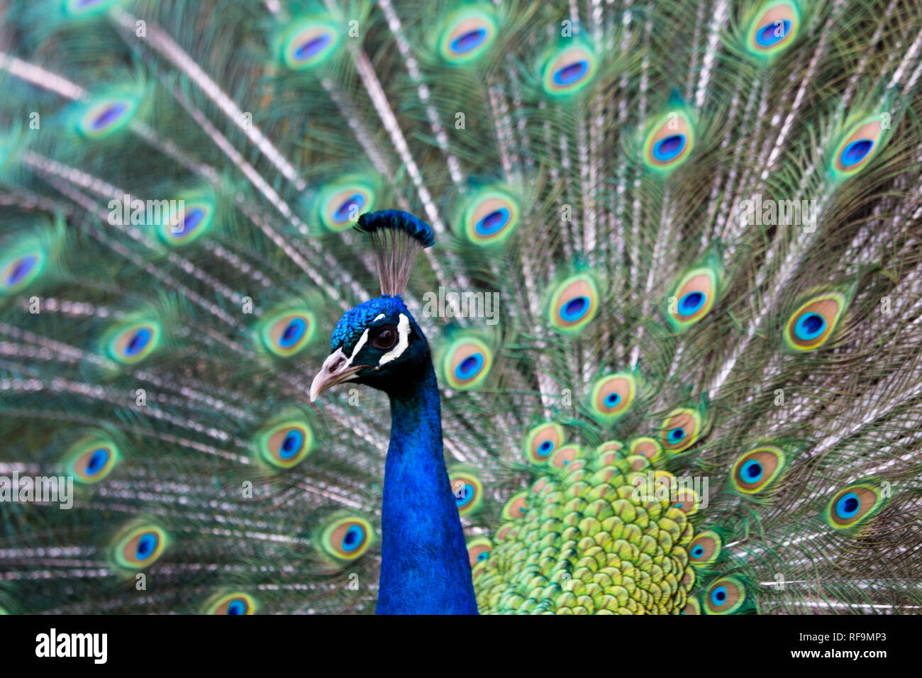 A Peacock displays its tail feathers Stock Photo