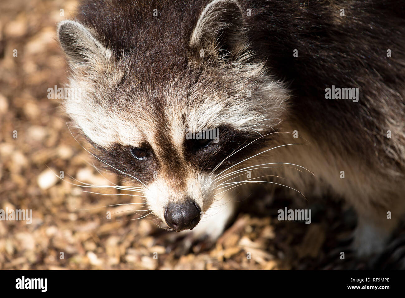 Looking down on a Raccon in Dartmoor Zoo Devon Stock Photo