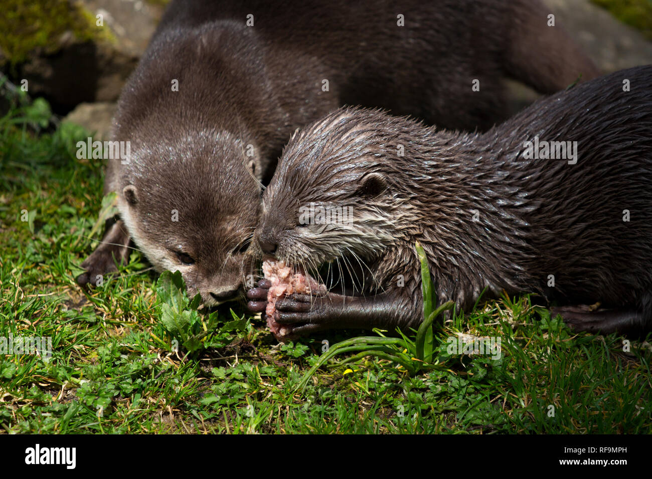 A pair of Short Clawed Otters eat lunch Stock Photo