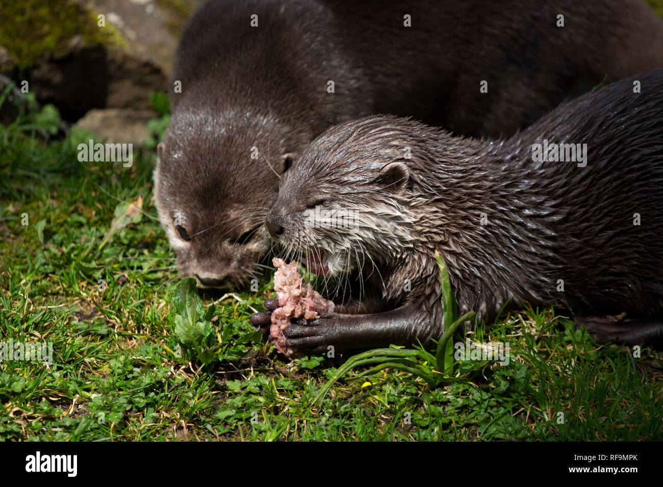 A pair of Short Clawed Otters eat lunch Stock Photo