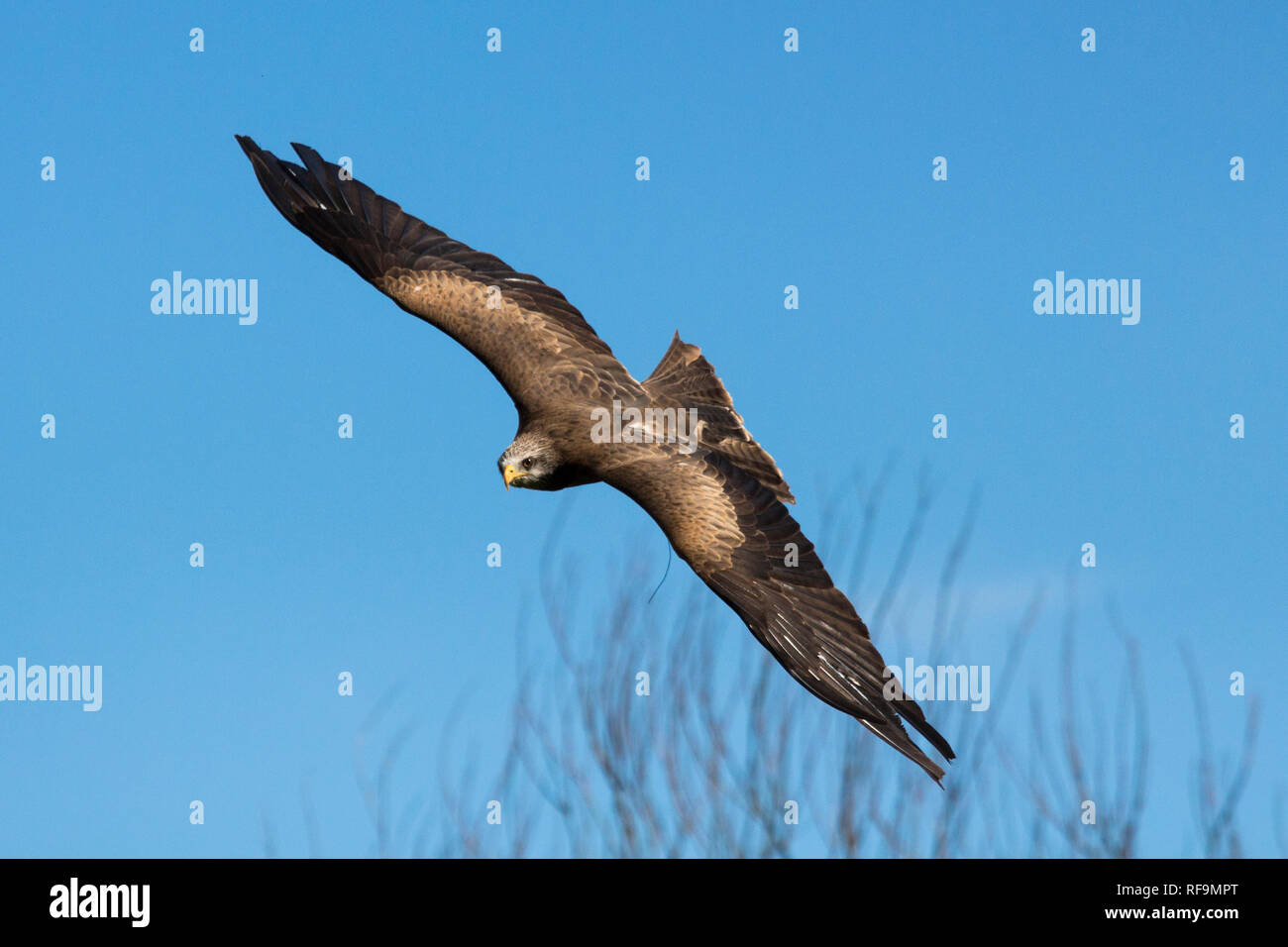 A Yellow Billed Kite flys a disply at Dartmoor Zoo Stock Photo