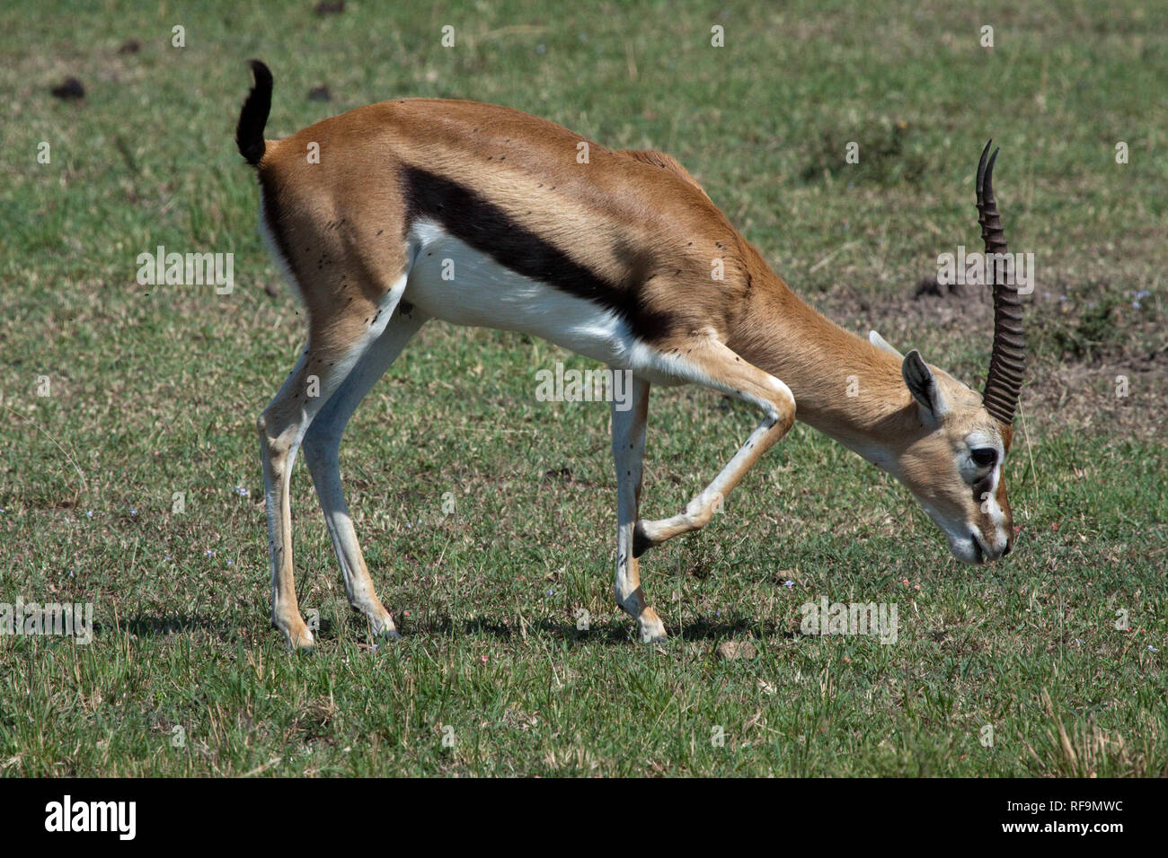 Thomson´s gazelle eudorcas thomsonii hi-res stock photography and ...