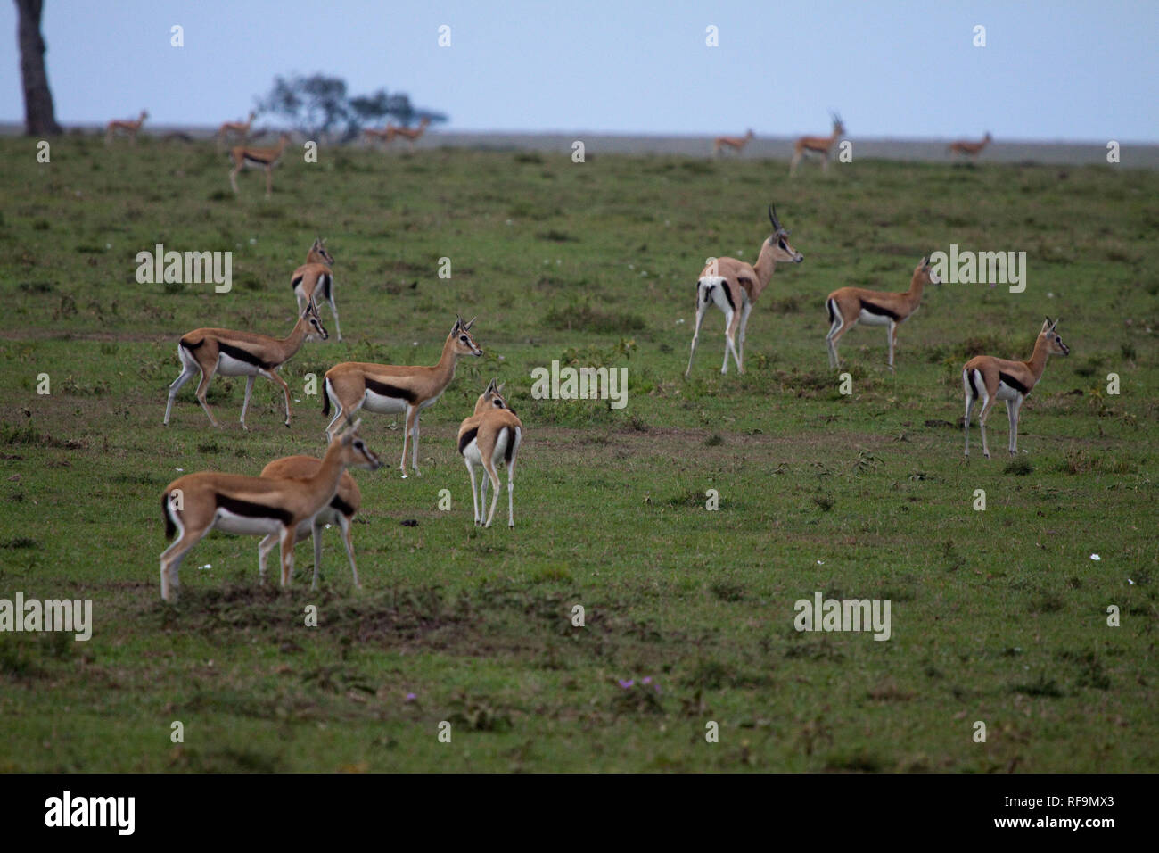 Thomsons gazelle hi-res stock photography and images - Alamy
