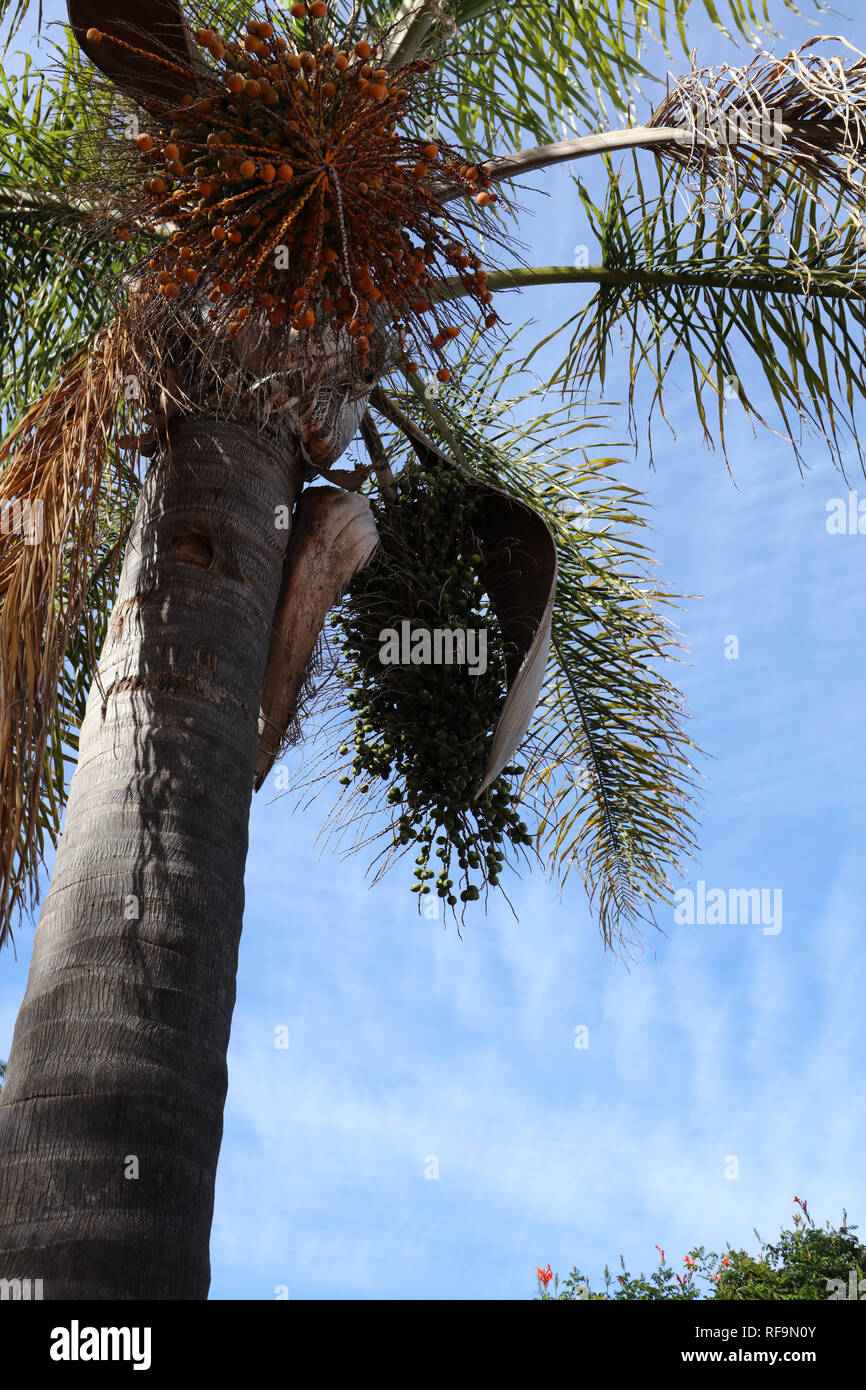 Medium tall palm trees in the garden of the suburb of Beldon, Perth, Australia with seeds Stock