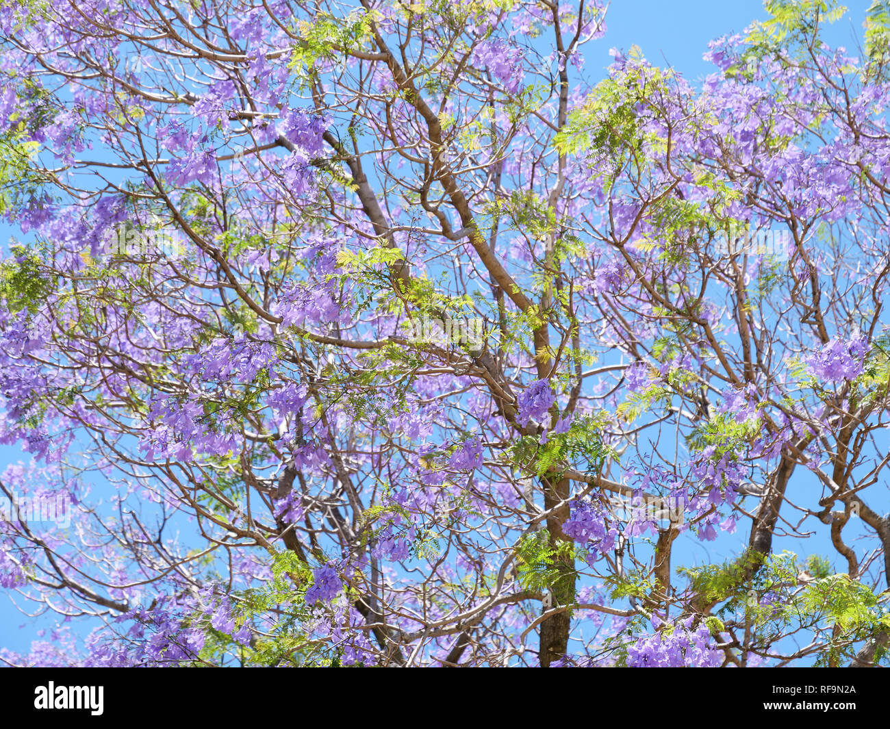 The blue purple flowering Jacaranda trees are one of the relative few trees imported to Australia and often found in Australian gardens. Stock Photo