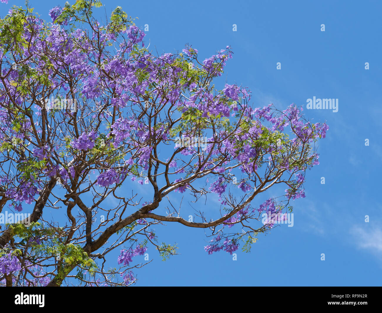 The blue purple flowering Jacaranda trees are one of the relative few trees imported to Australia and often found in Australian gardens. Stock Photo